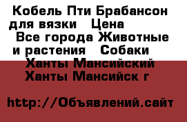 Кобель Пти Брабансон для вязки › Цена ­ 30 000 - Все города Животные и растения » Собаки   . Ханты-Мансийский,Ханты-Мансийск г.